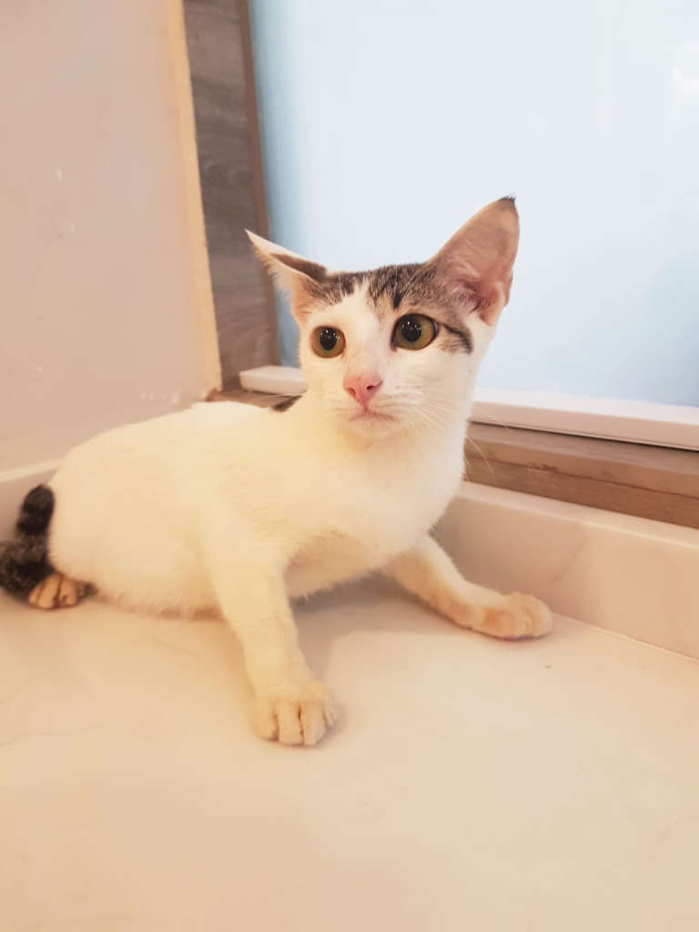 yogurt cat welfare society