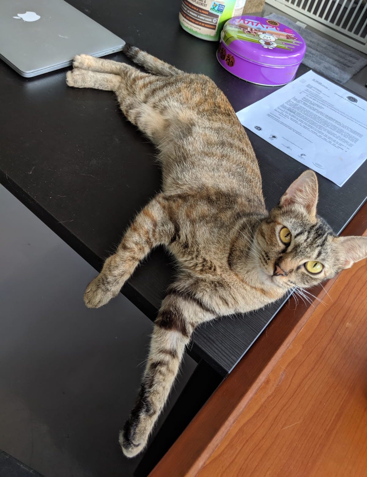 lapcat kitten lizzie