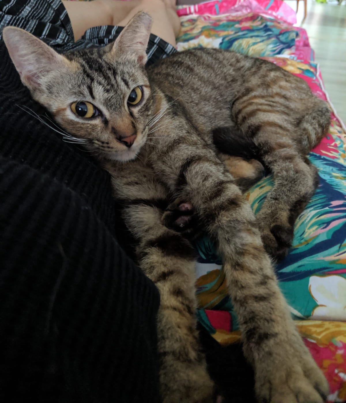 lapcat kitten lizzie