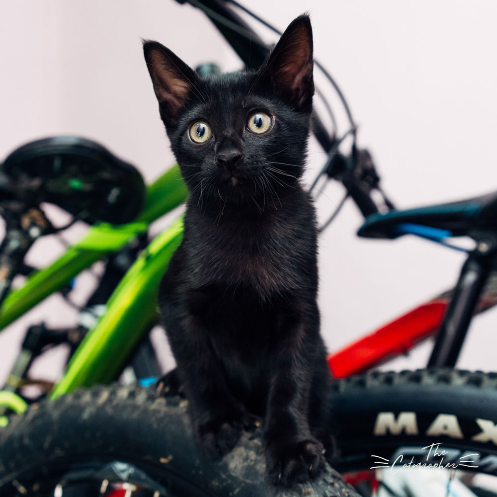 Black Kitten for adoption