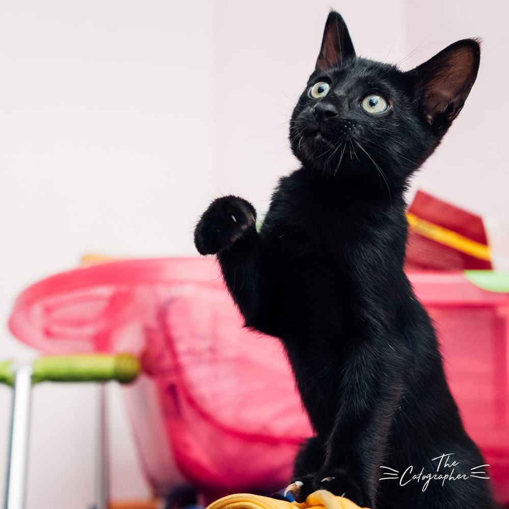Black Kitten for adoption