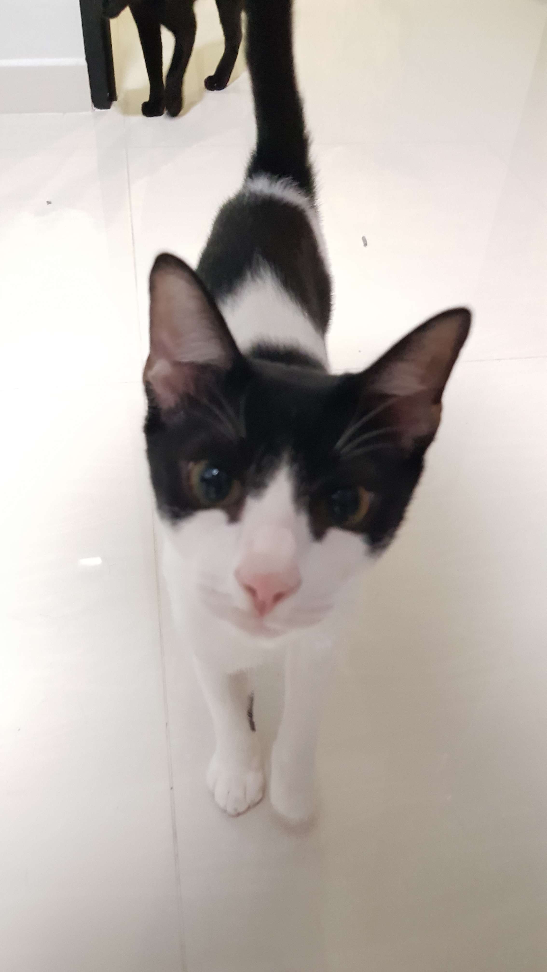 Male kitten for adoption