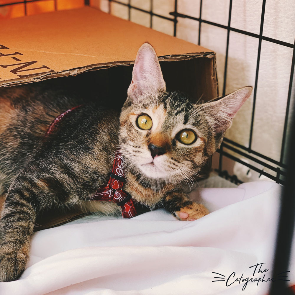 Tabby Kitten For Adoption