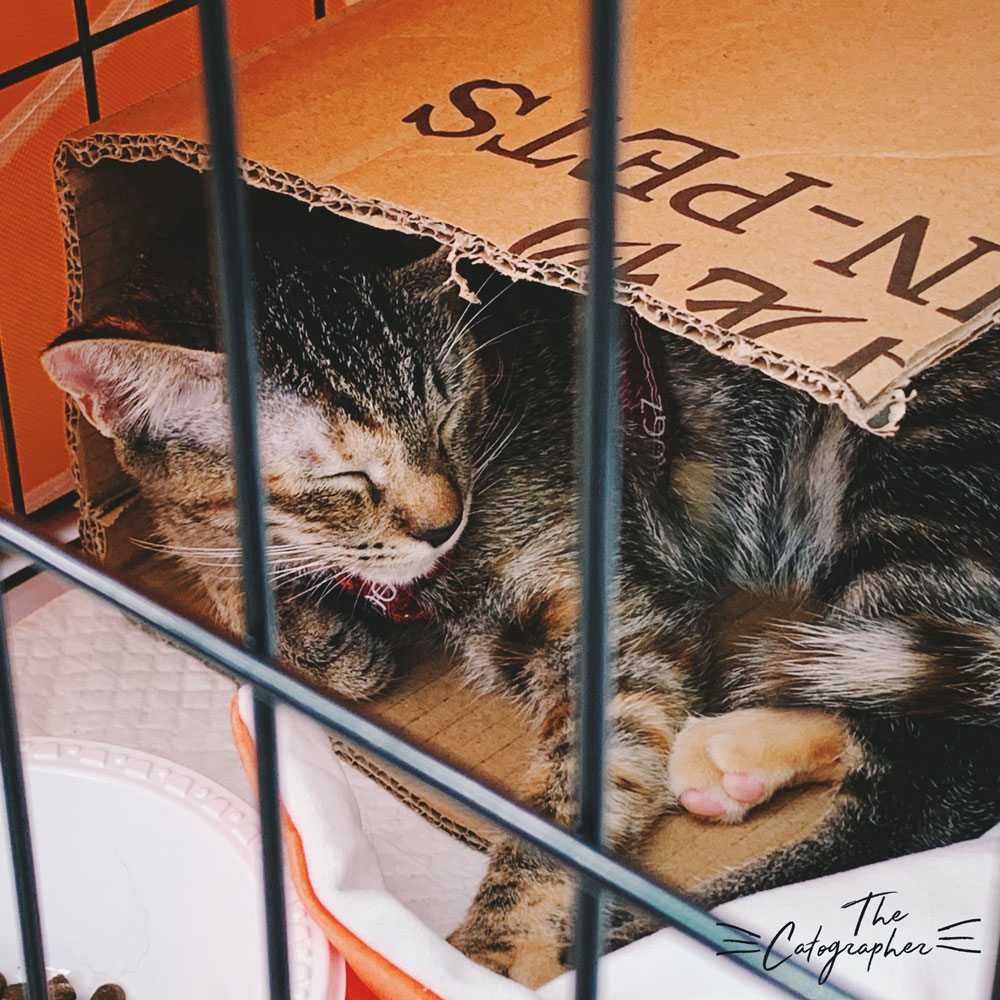 Kitten for Adoption