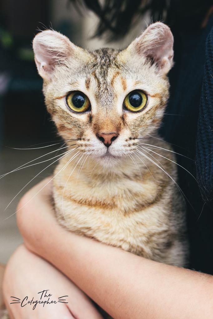 Cherry the sweet 1