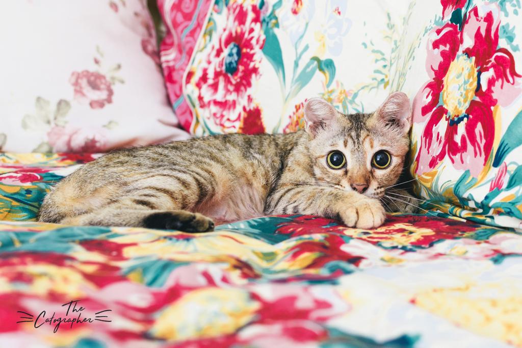 Cherry the sweet 2