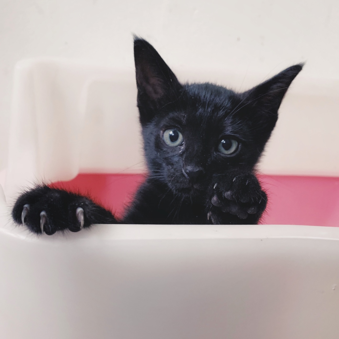 Black Kitten for adoption