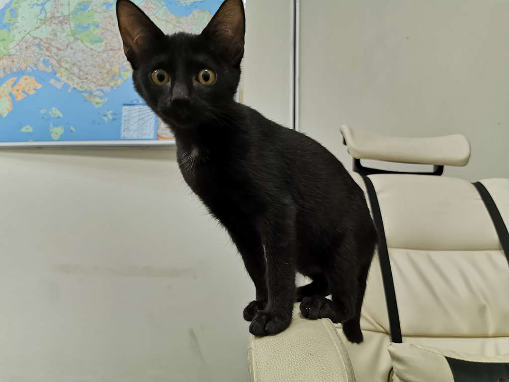 cola – cat welfare society