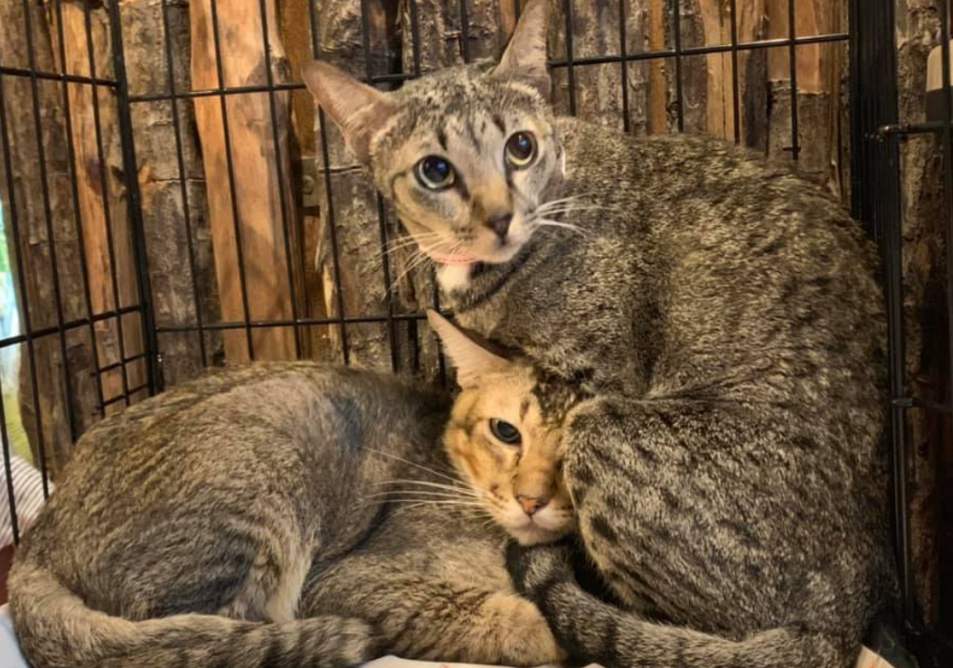 Inseparable