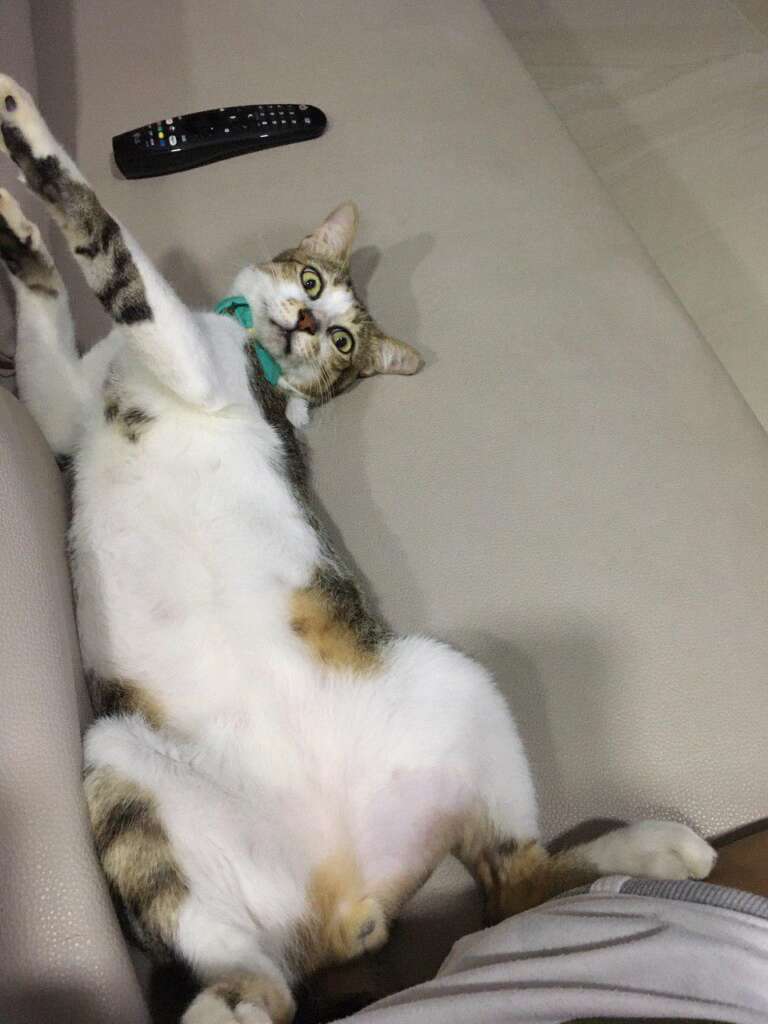 noodle cat plush