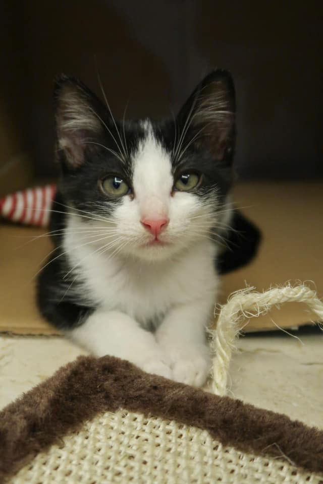 Affectionate 5month old kittens looking for a home! cat welfare society