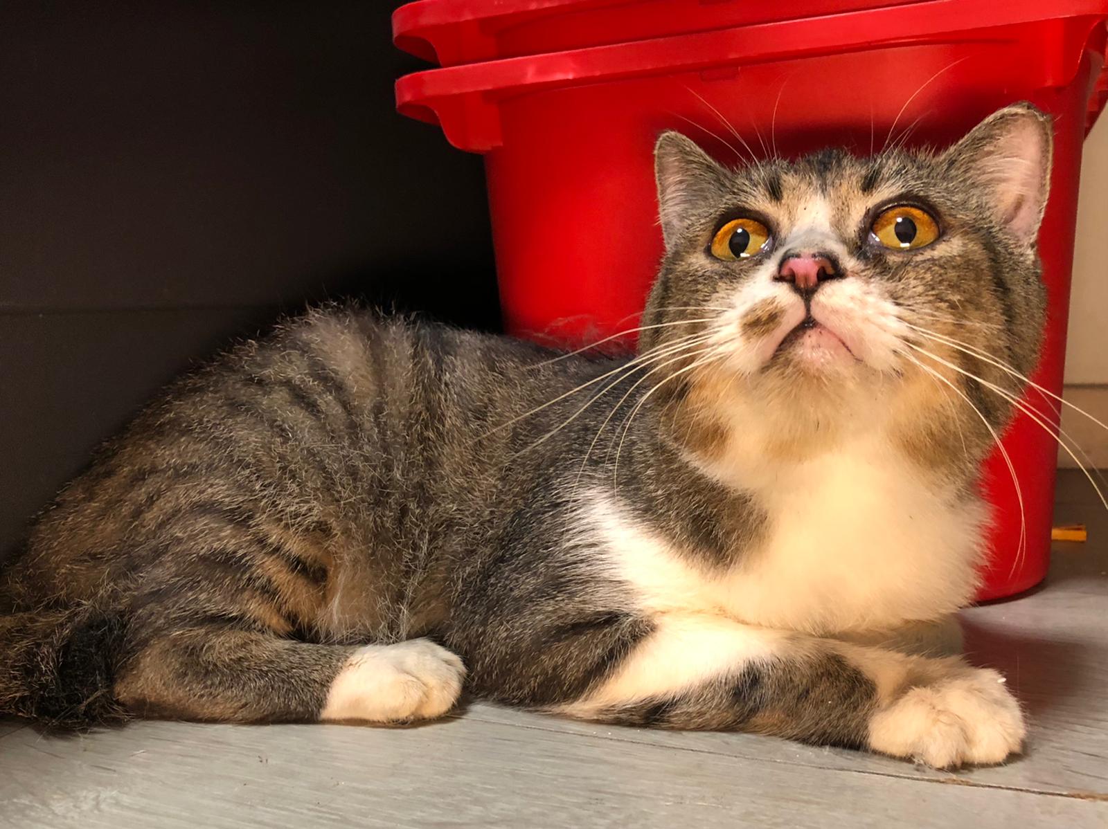 0005 – cat welfare society