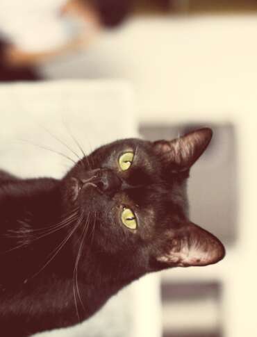 Adopt Page 15 Cat Welfare Society