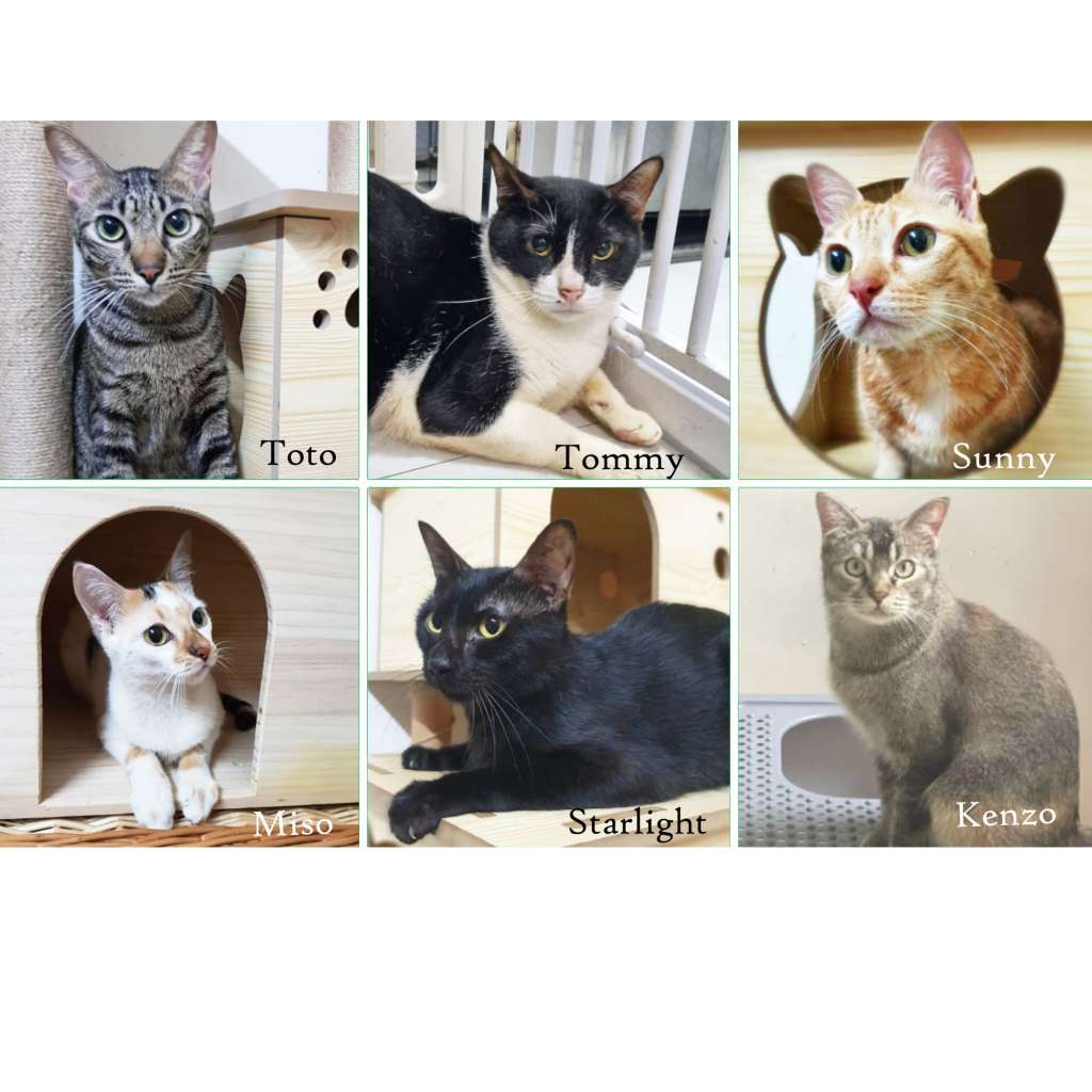 View of Cat Adoption Board – cat welfare society