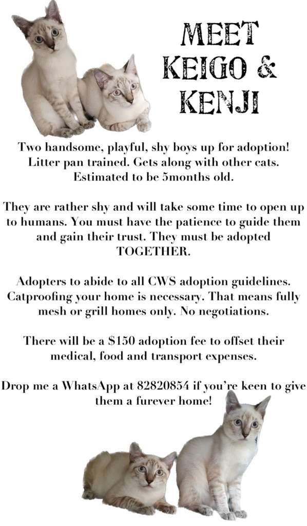 K pop Brothers – cat welfare society K pop Brothers – cat welfare society
