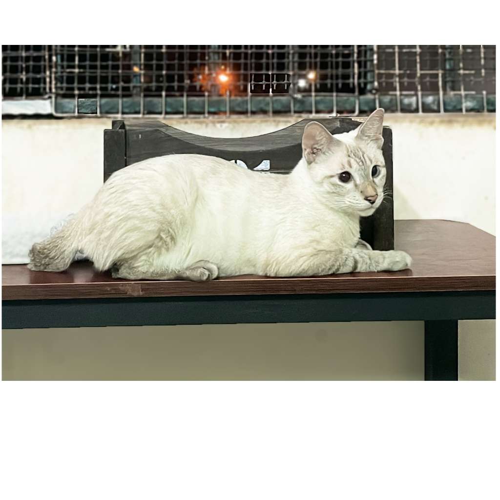 luca-cat-welfare-society