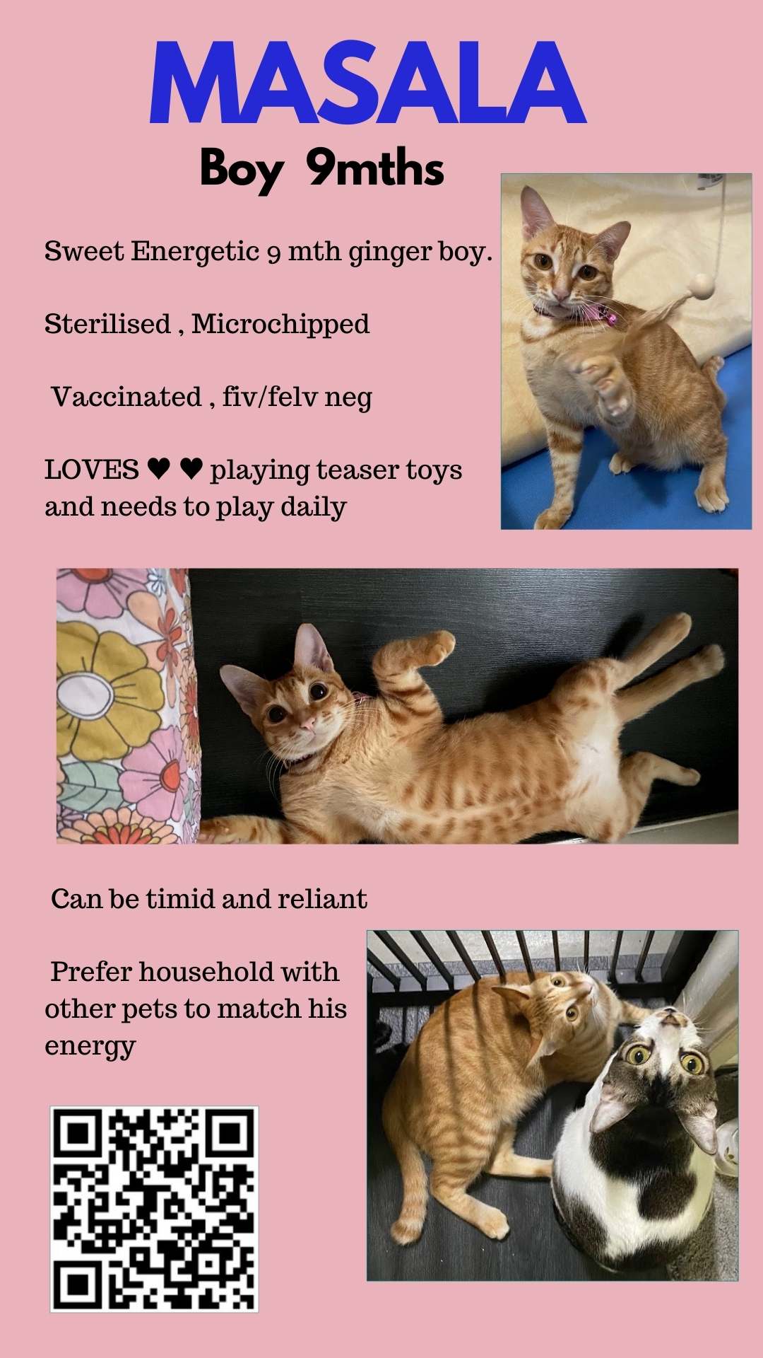 Adoption Cat Welfare Society