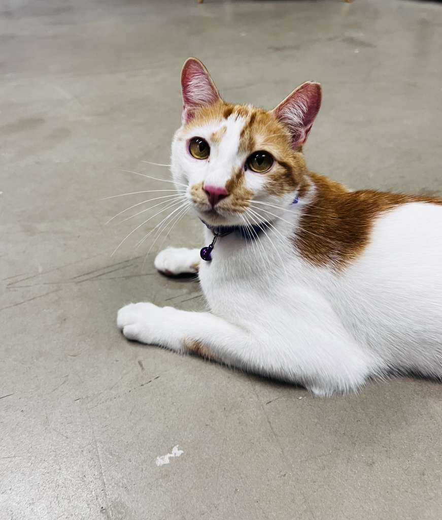 Adopt #Cheetos – cat welfare society